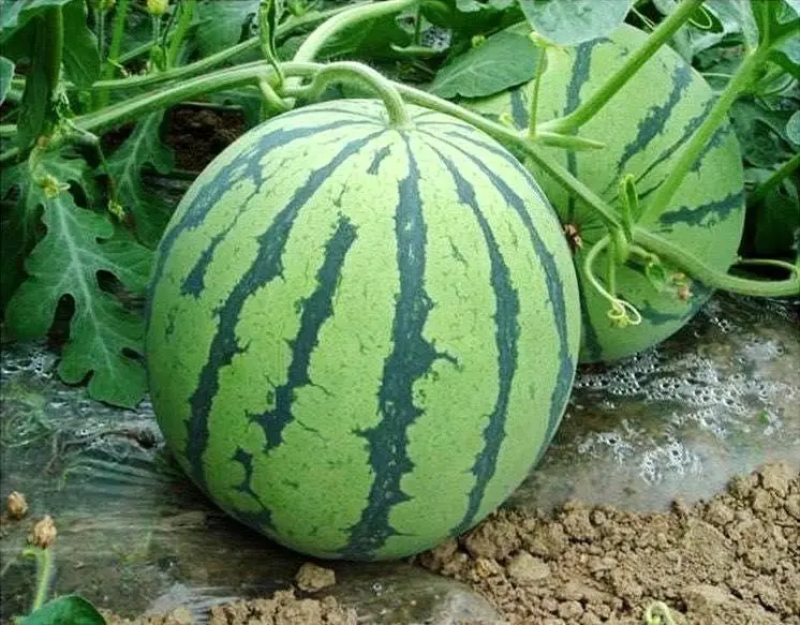 【荐】精品美都西瓜大量供应产地直销甜度高欢迎咨询
