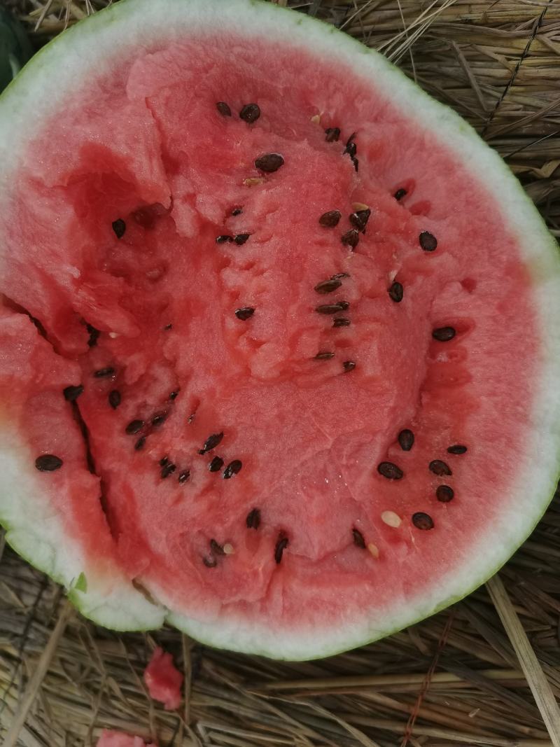 【荐】精品美都西瓜大量供应产地直销甜度高欢迎咨询