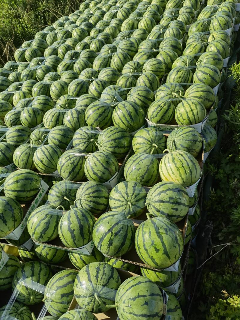 【荐】精品美都西瓜大量供应产地直销甜度高欢迎咨询