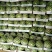 【荐】精品美都西瓜大量供应产地直销甜度高欢迎咨询