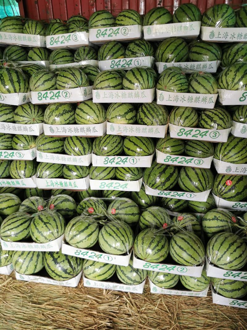 【荐】精品美都西瓜大量供应产地直销甜度高欢迎咨询