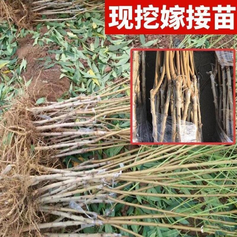 黄金桃嫁接桃树苗黄金脆桃子树苗果树黄桃树苗南北方种植当年