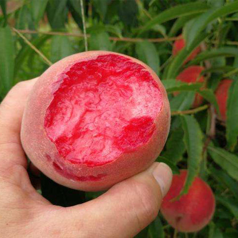 果树苗早熟胭脂红桃树苗嫁接红肉血桃苗南方北方种植当年