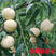 新品种白桃苗白如玉桃树苗白如雪桃树苗南方北方种植当年