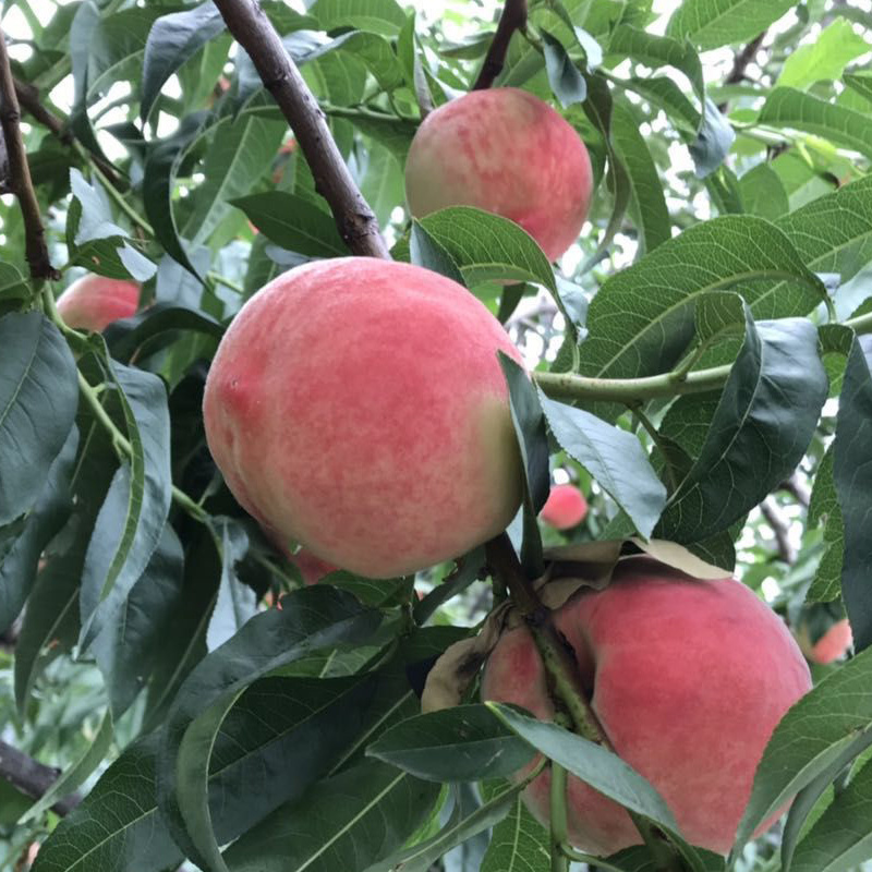 永莲蜜桃苗永莲大蜜桃树苗南方北方种植嫁接桃苗新品种