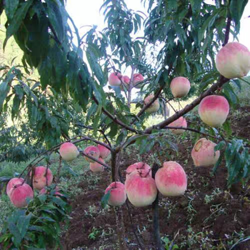 永莲蜜桃苗永莲大蜜桃树苗南方北方种植嫁接桃苗新品种