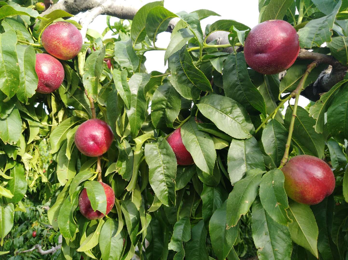 展示一片阳光下的518油桃果园,果实挂满枝头,色彩鲜艳,绿叶与橙红果皮交相辉映 518油桃果园全景图