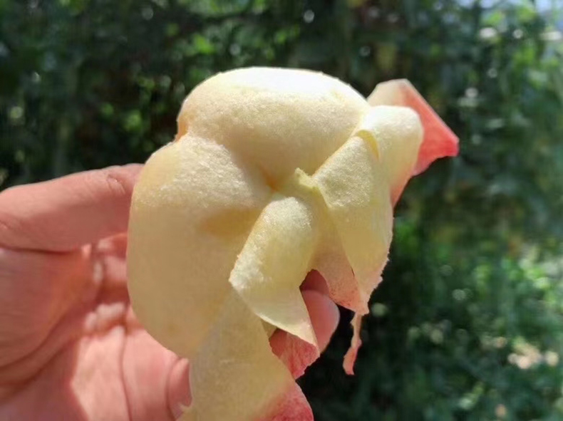 蟠桃果实特写