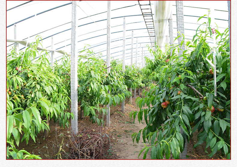 中油十七油桃种植技术指导现场