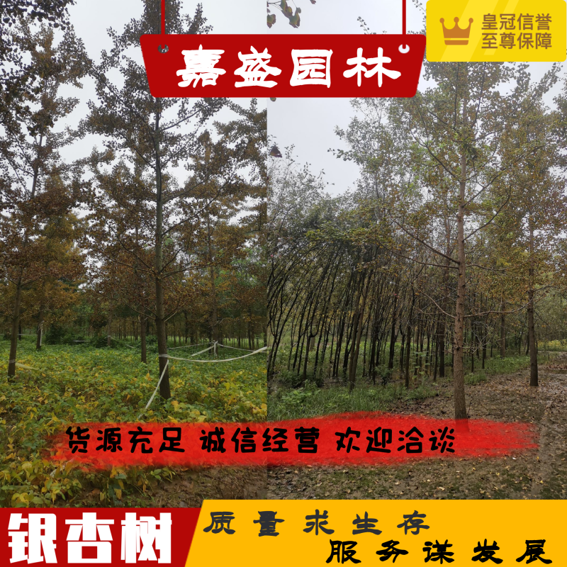 银杏树12公分，基地直供，一手货源无中介。现场打号挖树