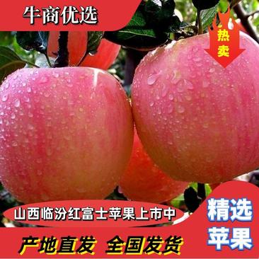 正宗【吉县红富士】苹果片红货源充足乡宁吉县代收一条