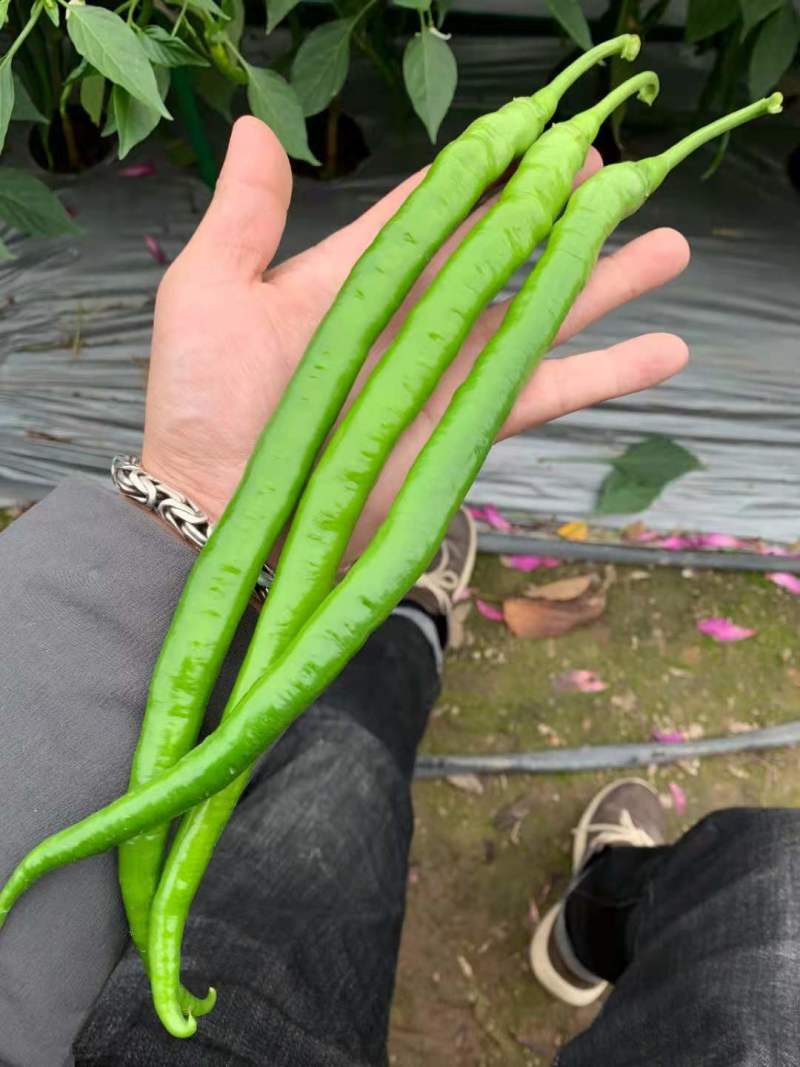 【金骄九号】薄皮精品线椒种子辣椒种子8号椒基地供货