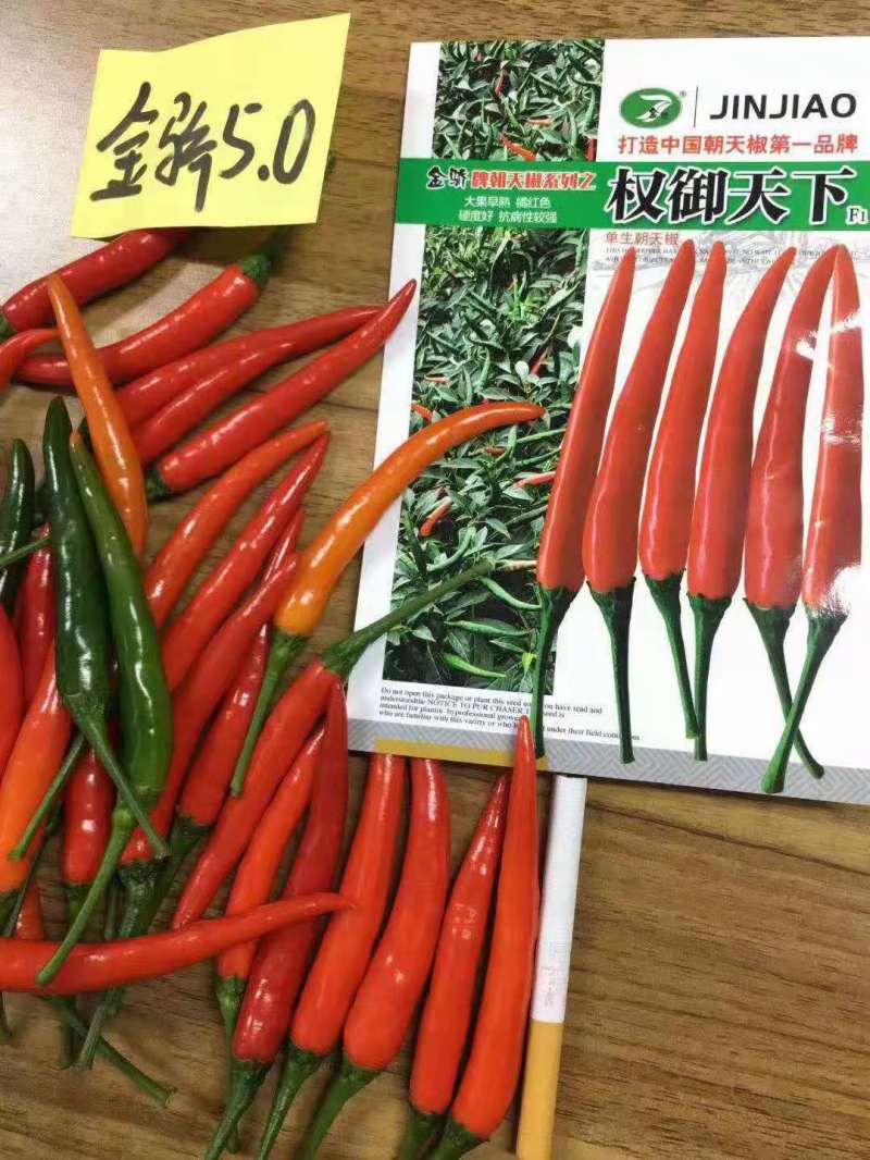 【权御天下】大果朝天椒辣椒种子早熟艳红种子基地直发