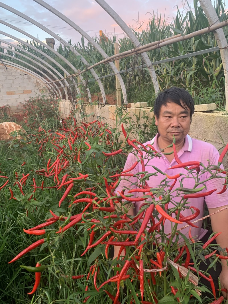 【权御天下】大果朝天椒辣椒种子早熟艳红种子基地直发