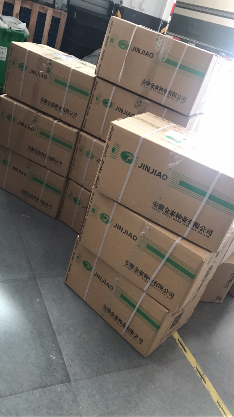【权御天下】大果朝天椒辣椒种子早熟艳红种子基地直发