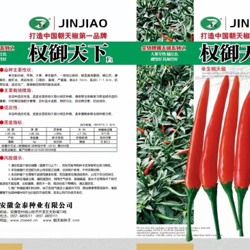 【权御天下】大果朝天椒辣椒种子早熟艳红种子基地直发