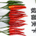 【权御天下】大果朝天椒辣椒种子早熟艳红种子基地直发