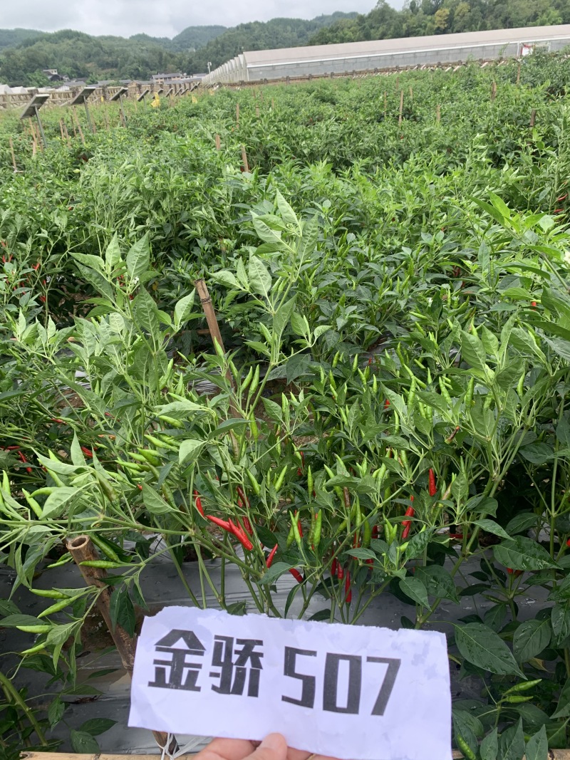 【金骄JCX507】朝天椒辣椒种子小果干鲜两用