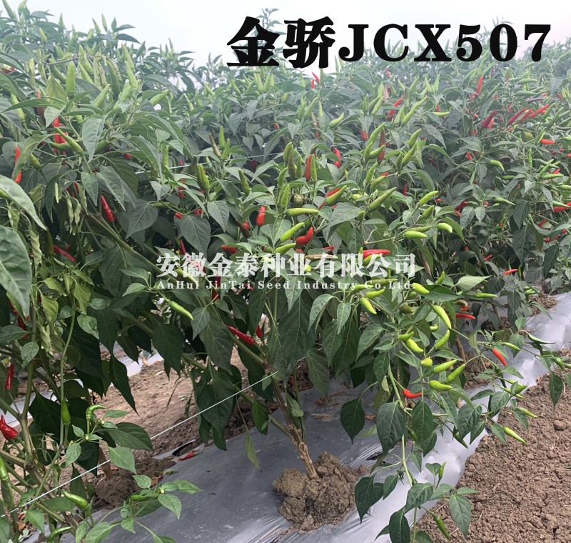 【金骄JCX507】朝天椒辣椒种子小果干鲜两用