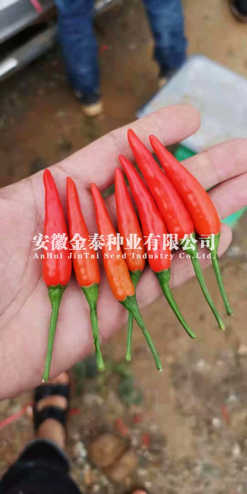【金骄JCX507】朝天椒辣椒种子小果干鲜两用