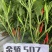 【金骄JCX507】朝天椒辣椒种子小果干鲜两用