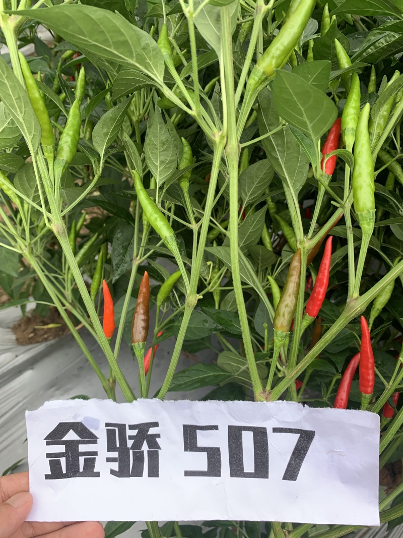 【金骄JCX507】朝天椒辣椒种子小果干鲜两用