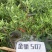 【金骄JCX507】朝天椒辣椒种子小果干鲜两用