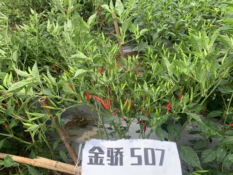 【金骄JCX507】朝天椒辣椒种子小果干鲜两用