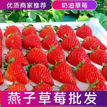 【一件代发】供电商商超社区红颜草莓精品发货欢迎品尝