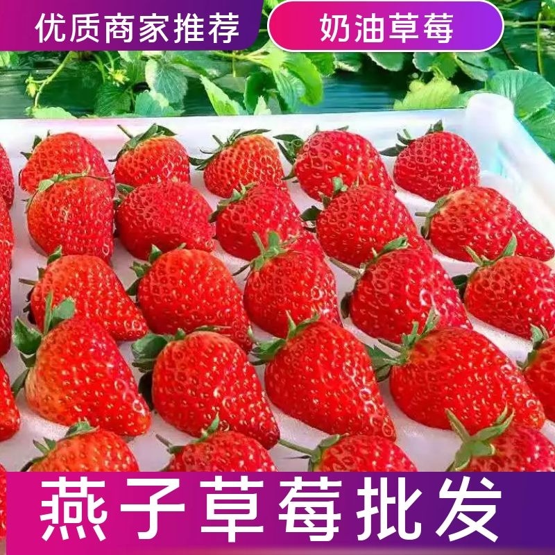 【一件代发】供电商商超社区红颜草莓精品发货欢迎品尝