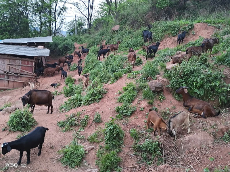 黑山羊种羊批发价格，三十斤以上优质品种，诚信经营，欢迎订购