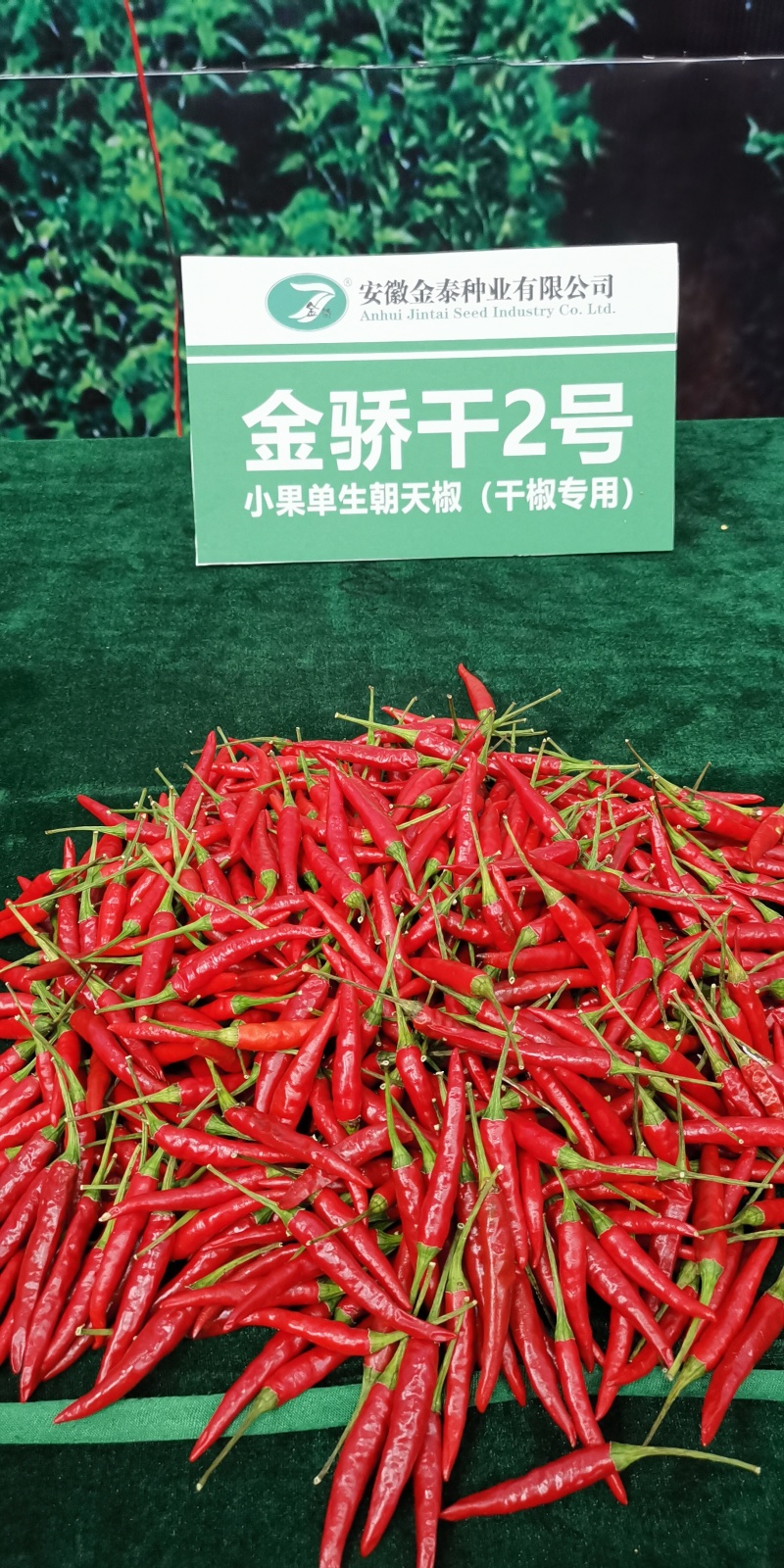 【金骄干2号】干椒朝天椒辣椒种子椒中玉基地直发