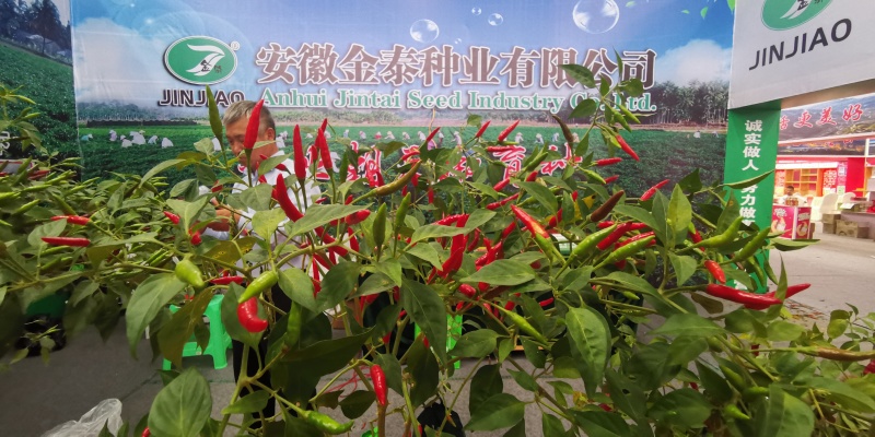 【金骄干2号】干椒朝天椒辣椒种子椒中玉基地直发