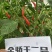【金骄干2号】干椒朝天椒辣椒种子椒中玉基地直发