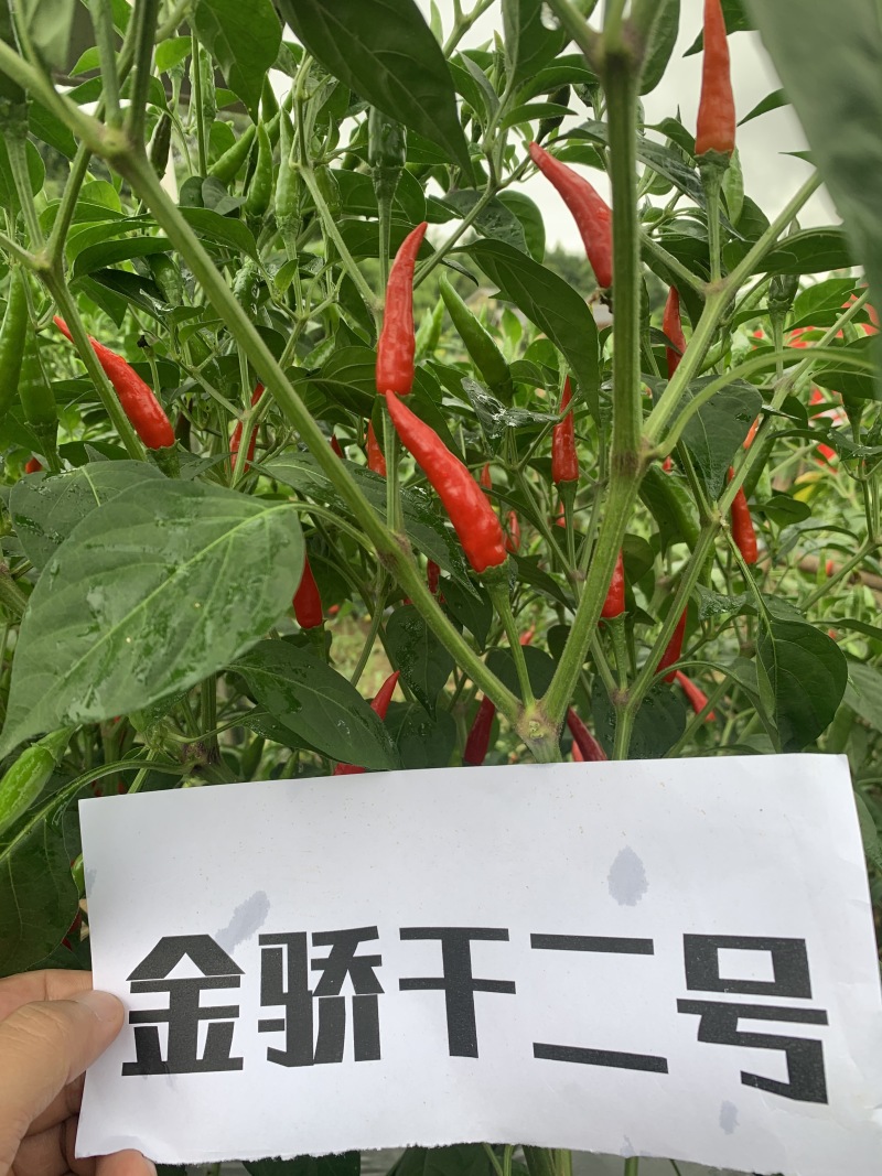 【金骄干2号】干椒朝天椒辣椒种子椒中玉基地直发