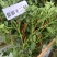 【金骄干2号】干椒朝天椒辣椒种子椒中玉基地直发