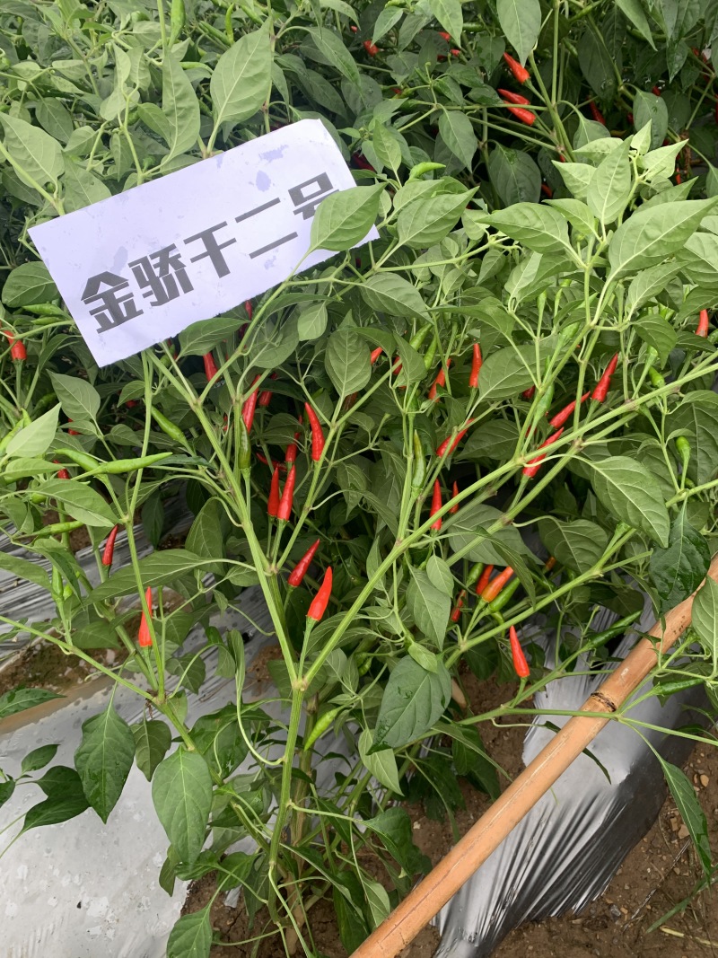 【金骄干2号】干椒朝天椒辣椒种子椒中玉基地直发