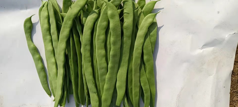 【畅销】大扁青芸豆益农果蔬基地直供质量保证欢迎选购！