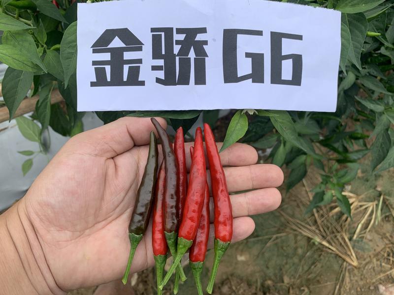 【金骄G6】干椒类朝天椒辣椒种子基地直发技术指导
