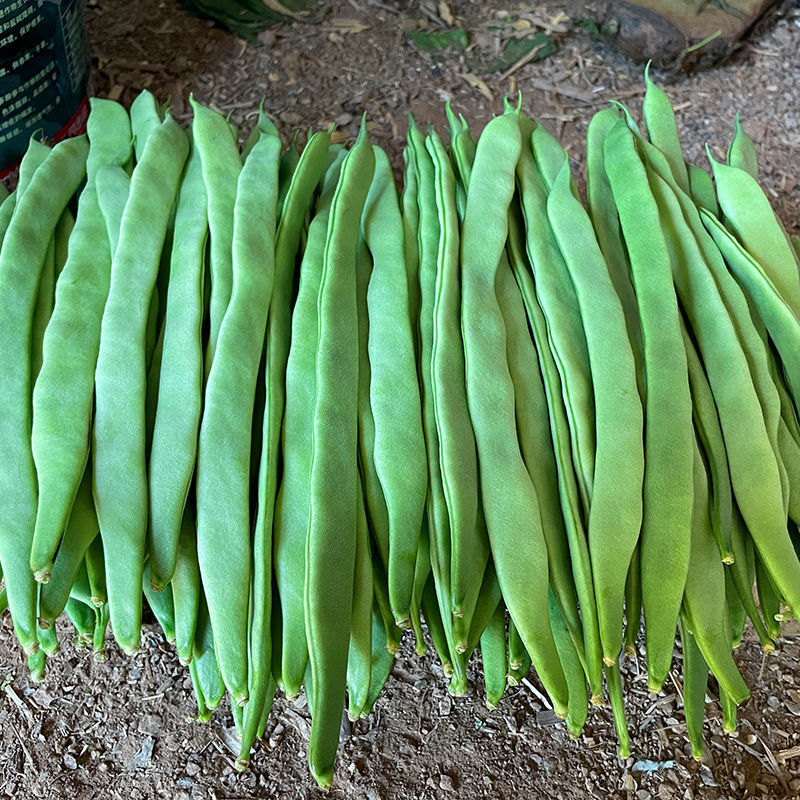 【畅销】大扁青芸豆益农果蔬基地直供质量保证欢迎选购！