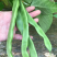 【畅销】大扁青芸豆益农果蔬基地直供质量保证欢迎选购！