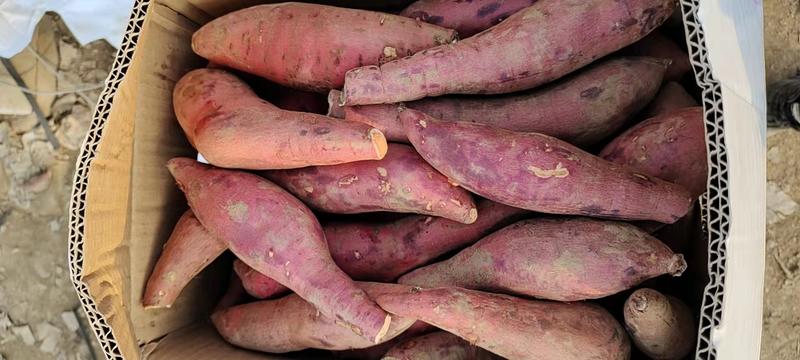 红薯，西瓜红蜜薯，沙地种植，皮薄甜度高，农家种植全国发货