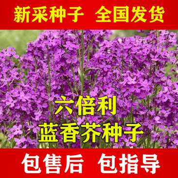 【兰香芥】蓝香芥种子，兰香芥籽种颗粒饱满发芽率高