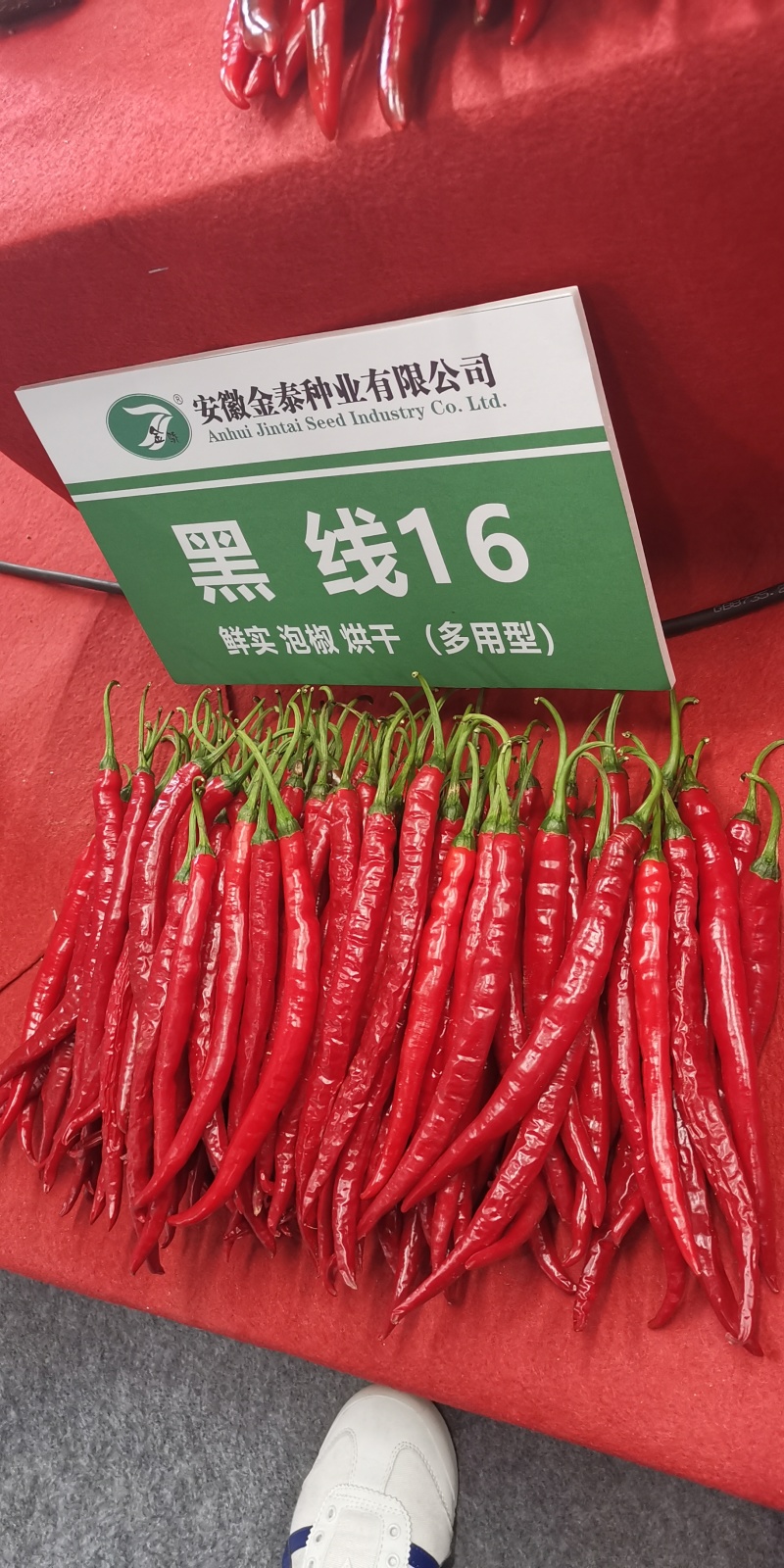 【黑线16】黑线19硬皮线椒辣椒种子3号椒辣椒种子