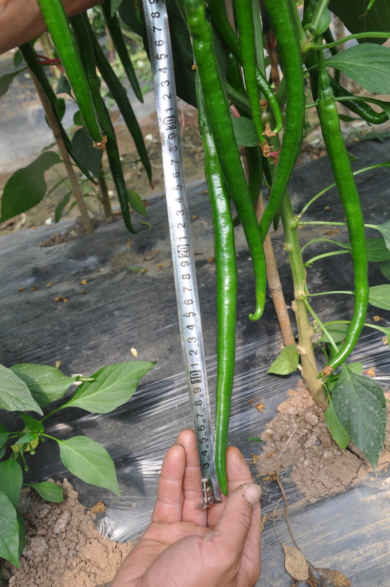 【黑线16】黑线19硬皮线椒辣椒种子3号椒辣椒种子