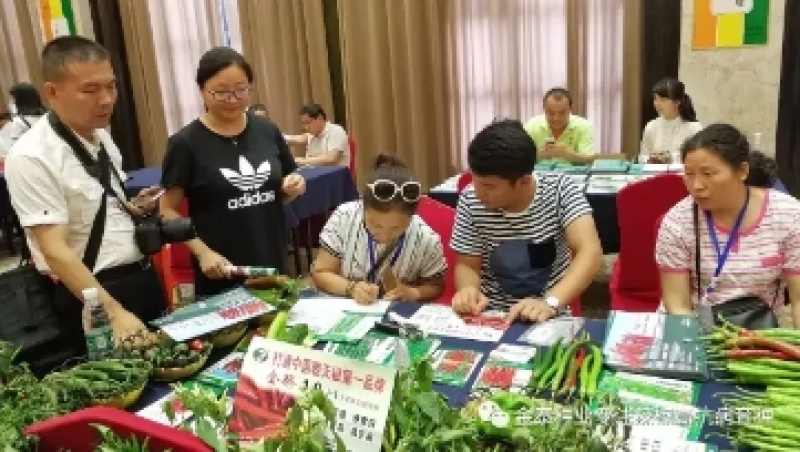 【黑线16】黑线19硬皮线椒辣椒种子3号椒辣椒种子
