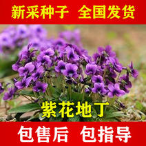 【紫花地丁】紫花地丁种子多年生草本可入中药材种子批发