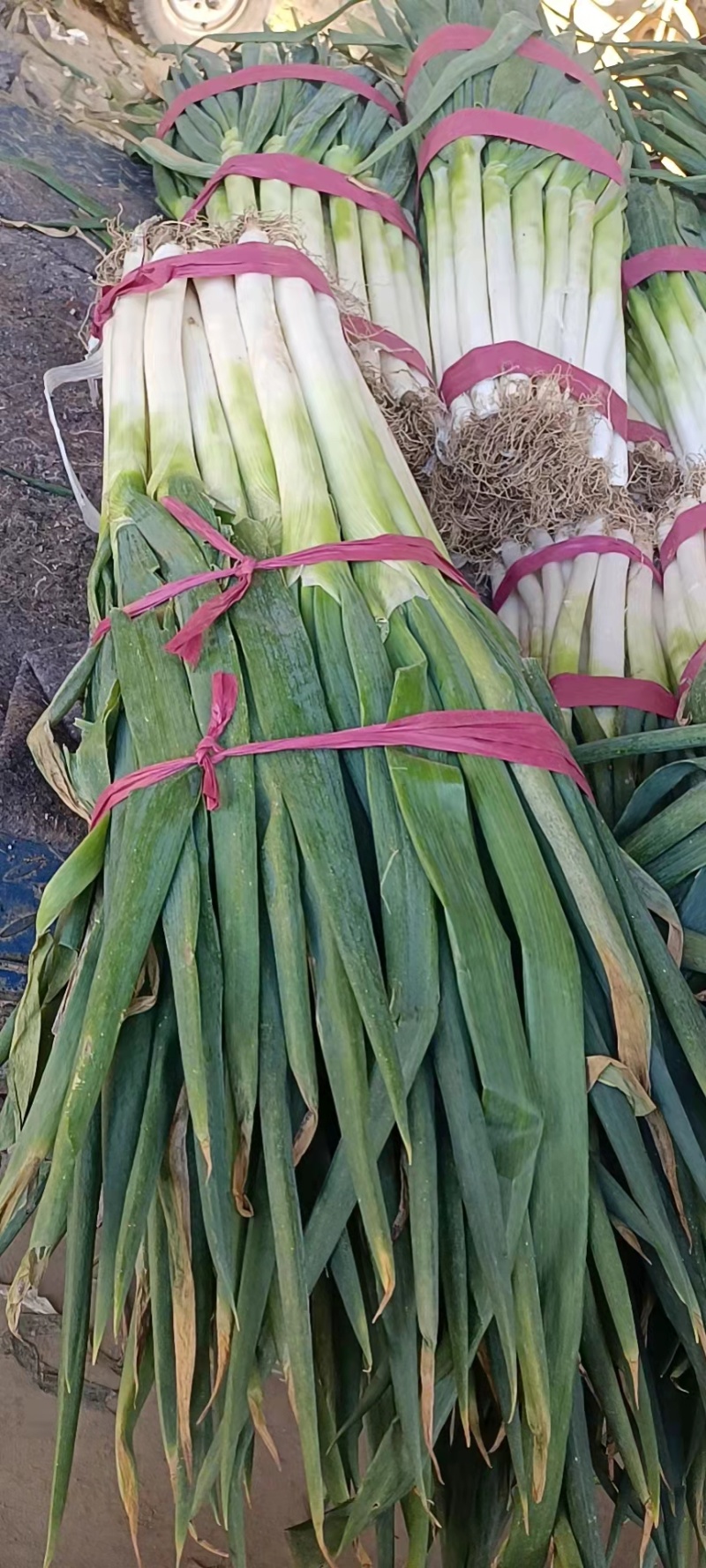 【荐】铁杆大葱价格美丽量大从优保质保量欢迎选购