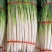 【荐】铁杆大葱价格美丽量大从优保质保量欢迎选购