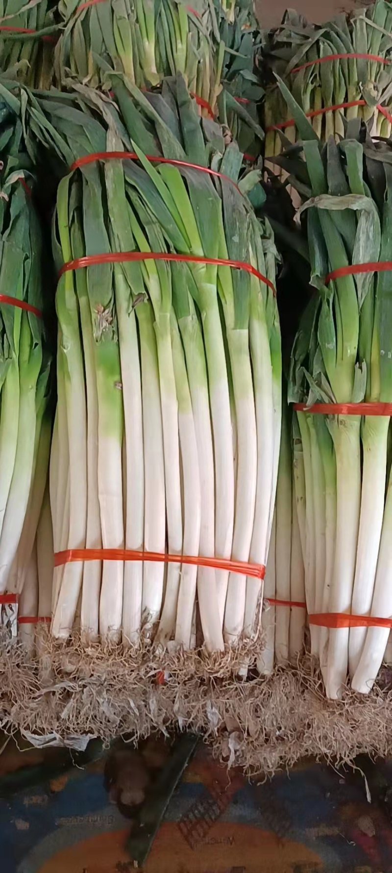 【荐】铁杆大葱价格美丽量大从优保质保量欢迎选购